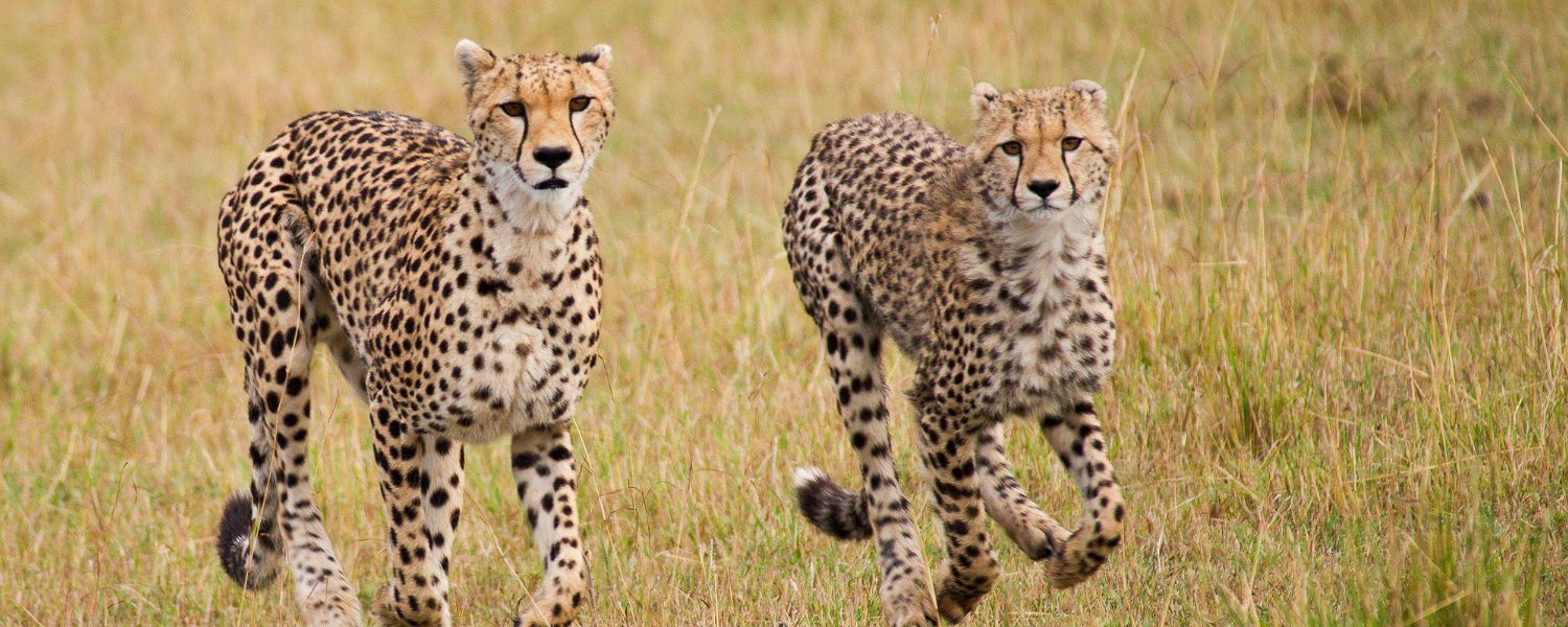 Cheetah mother takes her cub for a training run