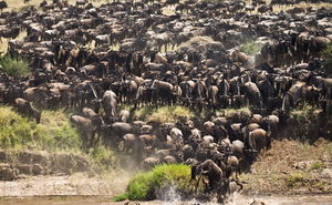 Serengeti and Masai Mara Great Migration Overland Safari