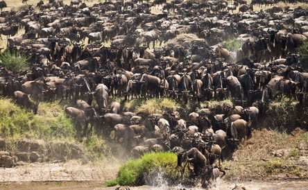 Serengeti and Masai Mara Great Migration Overland Safari