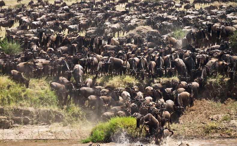 Wildebeest herd starting to cross Wildebeest herd starting to cross
