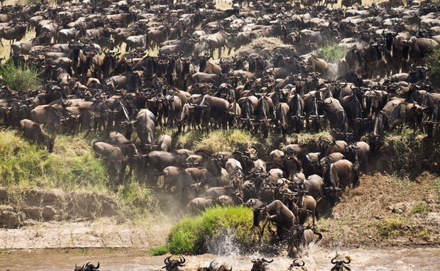 Wildebeest herd starting to cross Wildebeest herd starting to cross