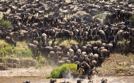 Wildebeest herd starting to cross the Mara River