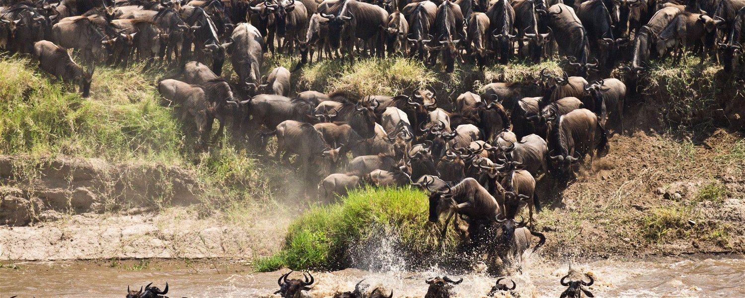 Wildebeest herd starting to cross