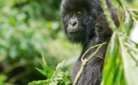 Gorilla trekking
