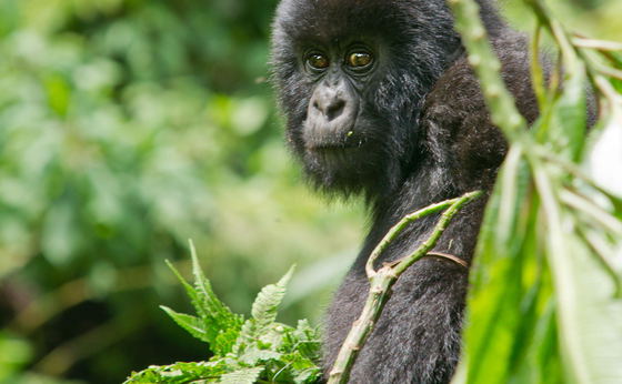 Gorilla trekking