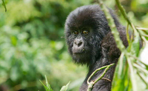 Juvenile mountain gorilla Juvenile mountain gorilla