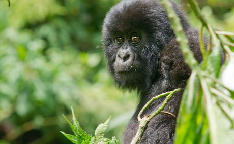 Juvenile mountain gorilla Juvenile mountain gorilla