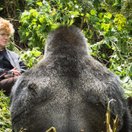 A silverback mountain gorilla in Bwindi Impenetrable Forest, Uganda