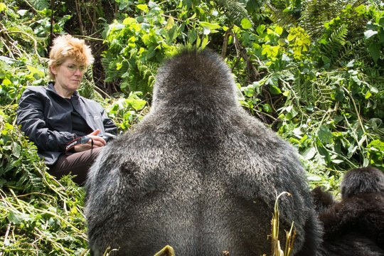 A silverback mountain gorilla in Bwindi Impenetrable Forest, Uganda