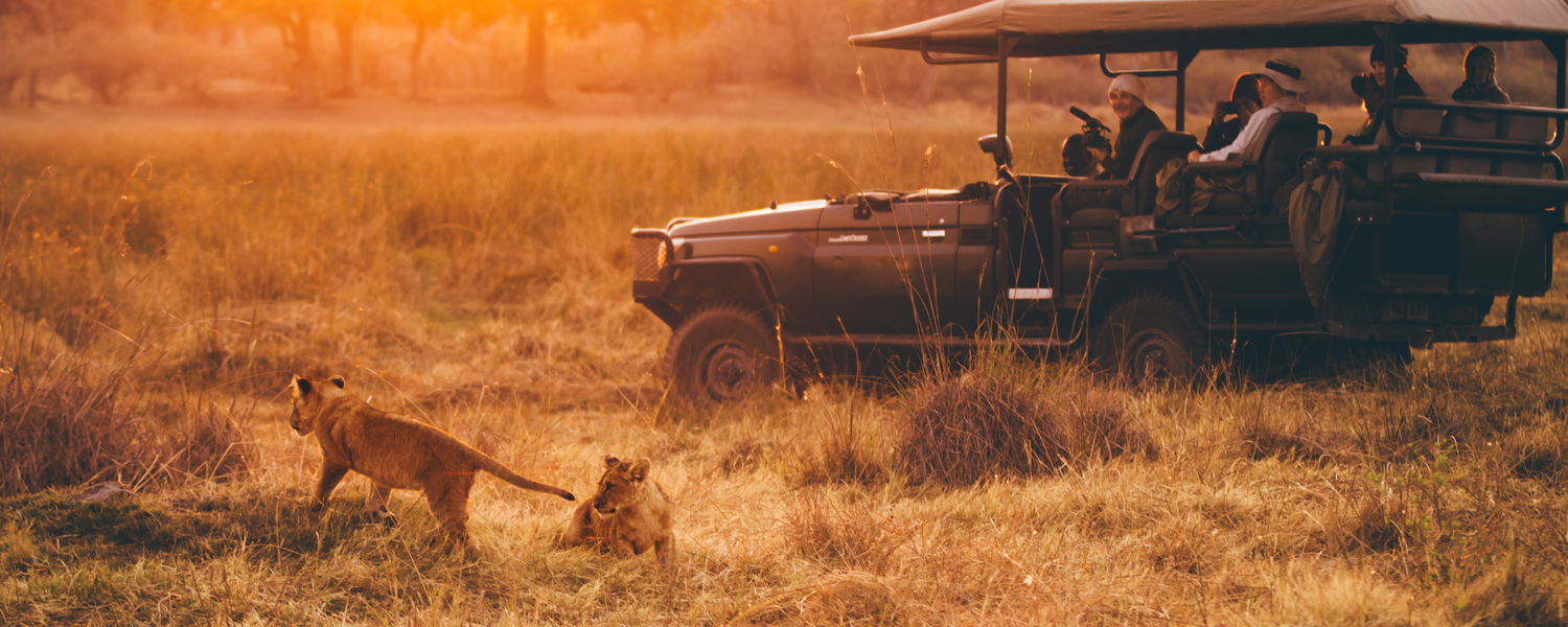 Guests of experiential travel watch frolicking lion cubs in Botswana. Photo: Bel Jones.