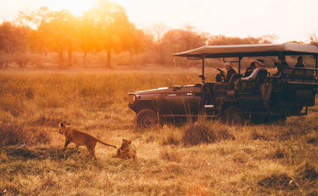 Guests of experiential travel watch frolicking lion cubs in Botswana. Photo: Bel Jones. Guests of experiential travel watch frolicking lion cubs in Botswana. Photo: Bel Jones.