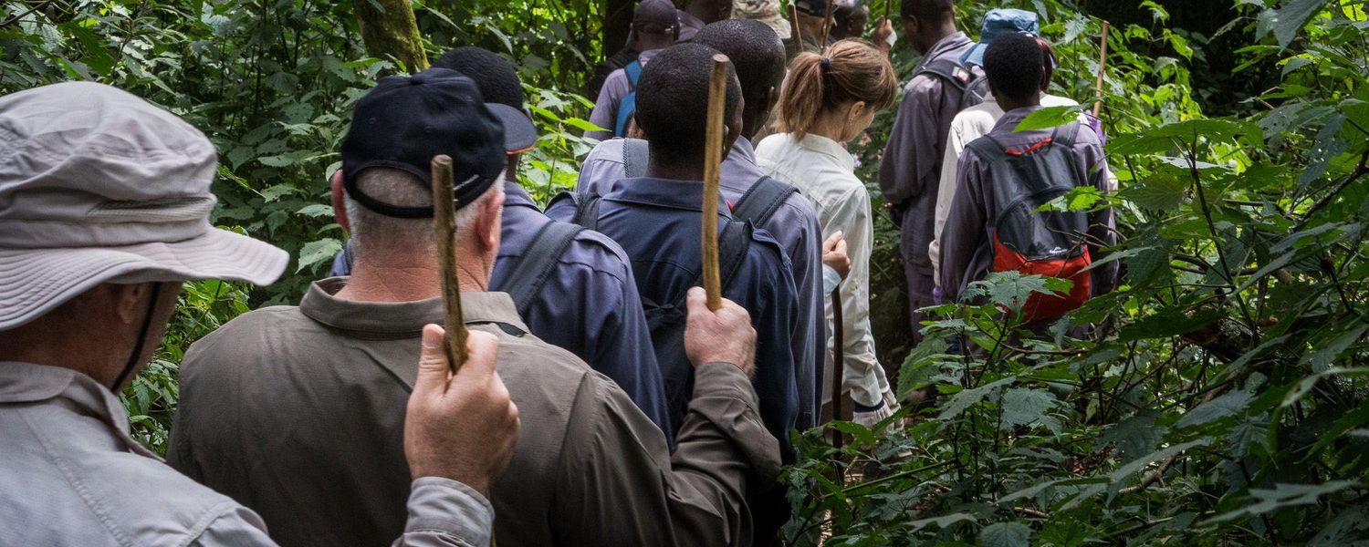 A group trekking through Bwindi Impenetrable Forest, Uganda, in search of mountain gorillas
