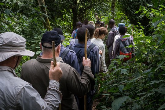A group trekking through Bwindi Impenetrable Forest, Uganda, in search of mountain gorillas