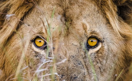 Lion spotted on safari with Experiential Travel Lion spotted on safari with Experiential Travel