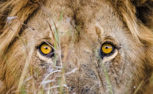 Lion spotted on safari with Experiential Travel Lion spotted on safari with Experiential Travel
