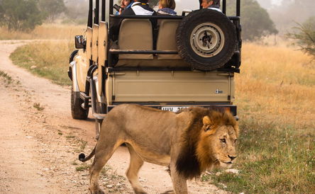 South Africa Safari 2