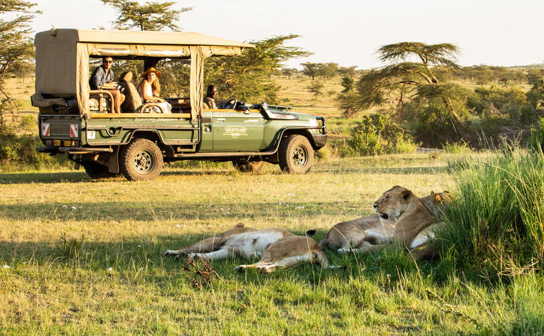 Experiential Travel. Lions slumber in the afternoon, making them relatively easy to find and observe quietly without disturbing them in the Maasai Mara, Kenya. Experiential Travel. Lions slumber in the afternoon, making them relatively easy to find and observe quietly without disturbing them in the Maasai Mara, Kenya.