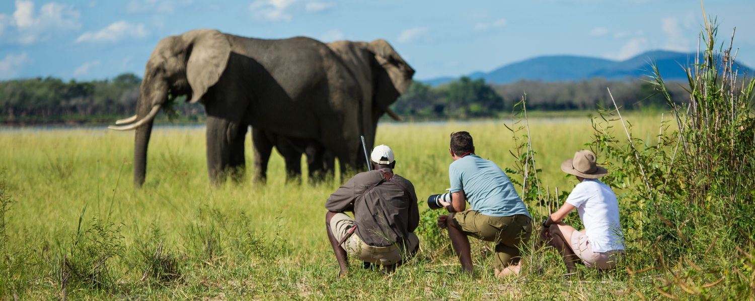 Wild Africa