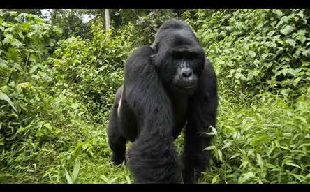 Great Migration Safari & Gorilla Trekking 2026