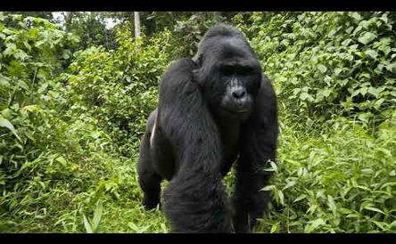 Great Migration Safari & Gorilla Trekking 2026