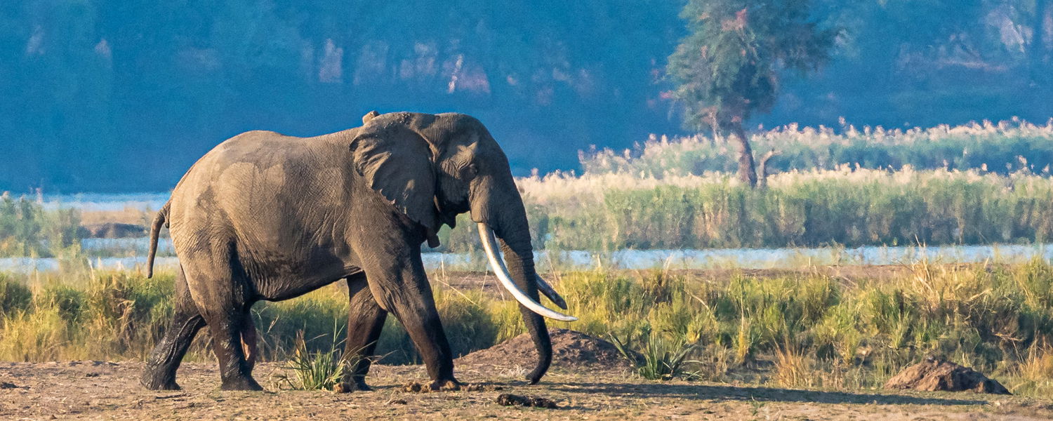 Elephant Boswell