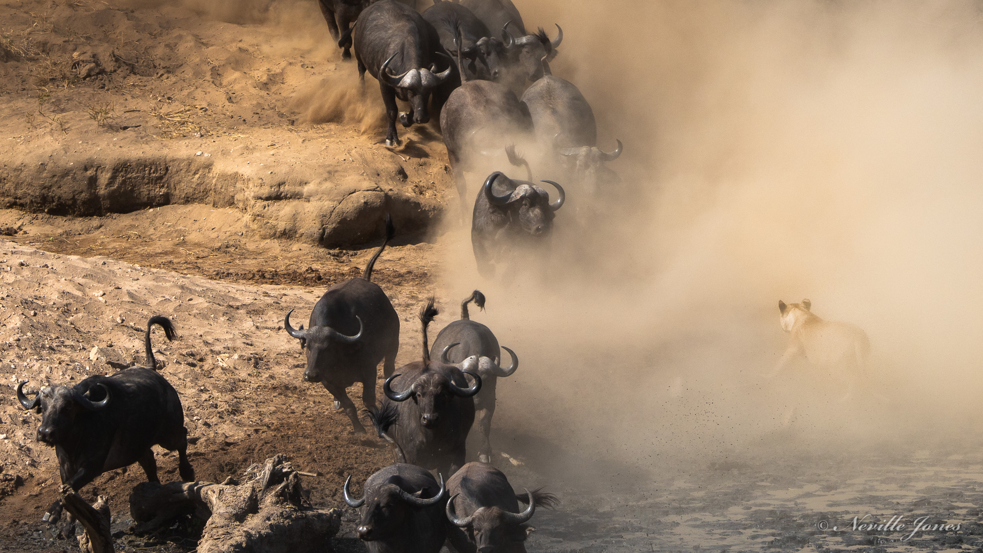 Mana Pools Safari