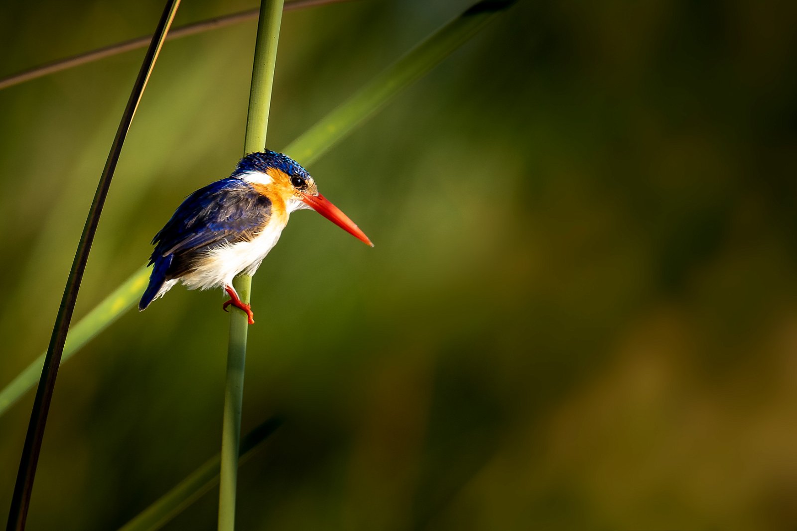Malachite kingfisher in the reeds