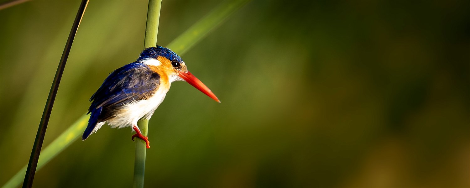 Malachite kingfisher in the reeds