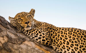 Botswana Wildlife Breakaway