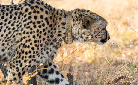 Collared cheetah Collared cheetah