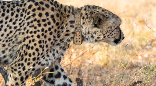 Collared cheetah