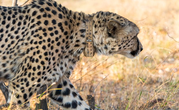 Collared cheetah