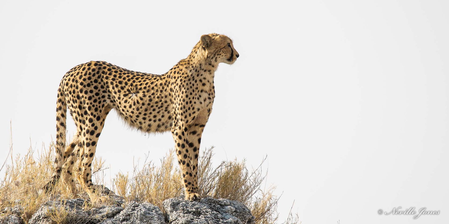 Cheetah looking out