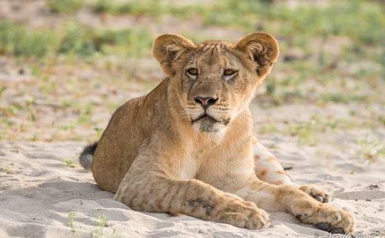 Complete Tanzania - Wildlife, Highlands and Beaches