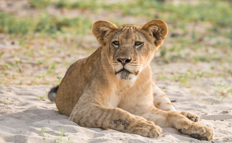 Juvenile lion on the beach of the Rufiji River