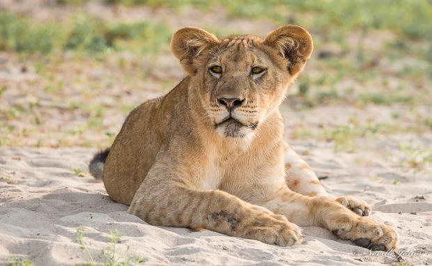 Juvenile lion on the beach of the Rufiji River