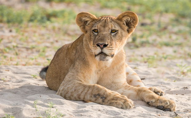 Juvenile lion on the beach of the Rufiji River Juvenile lion on the beach of the Rufiji River
