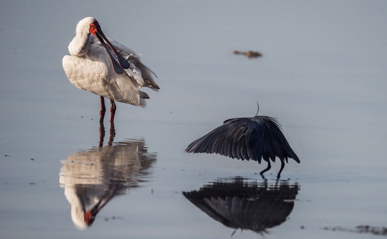 A black egret and african spoonbill with a nile crocodile in the background. A black egret and african spoonbill with a nile crocodile in the background.