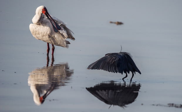 A black egret and african spoonbill with a nile crocodile in the background.