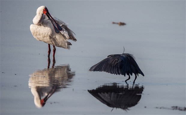 A black egret and african spoonbill with a nile crocodile in the background.
