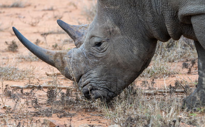 White rhino White rhino