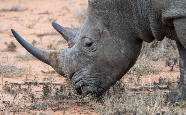 White rhino White rhino