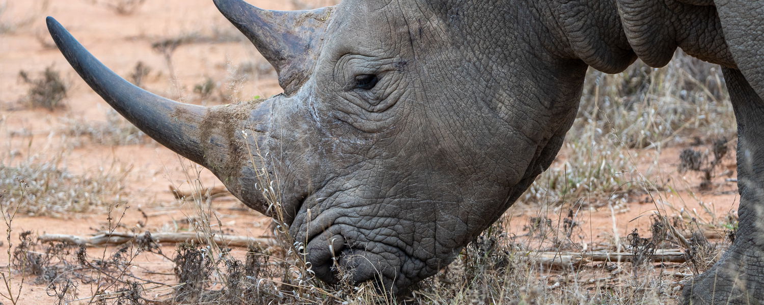 White rhino