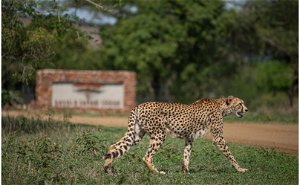 KZN (South Africa) Value Safari