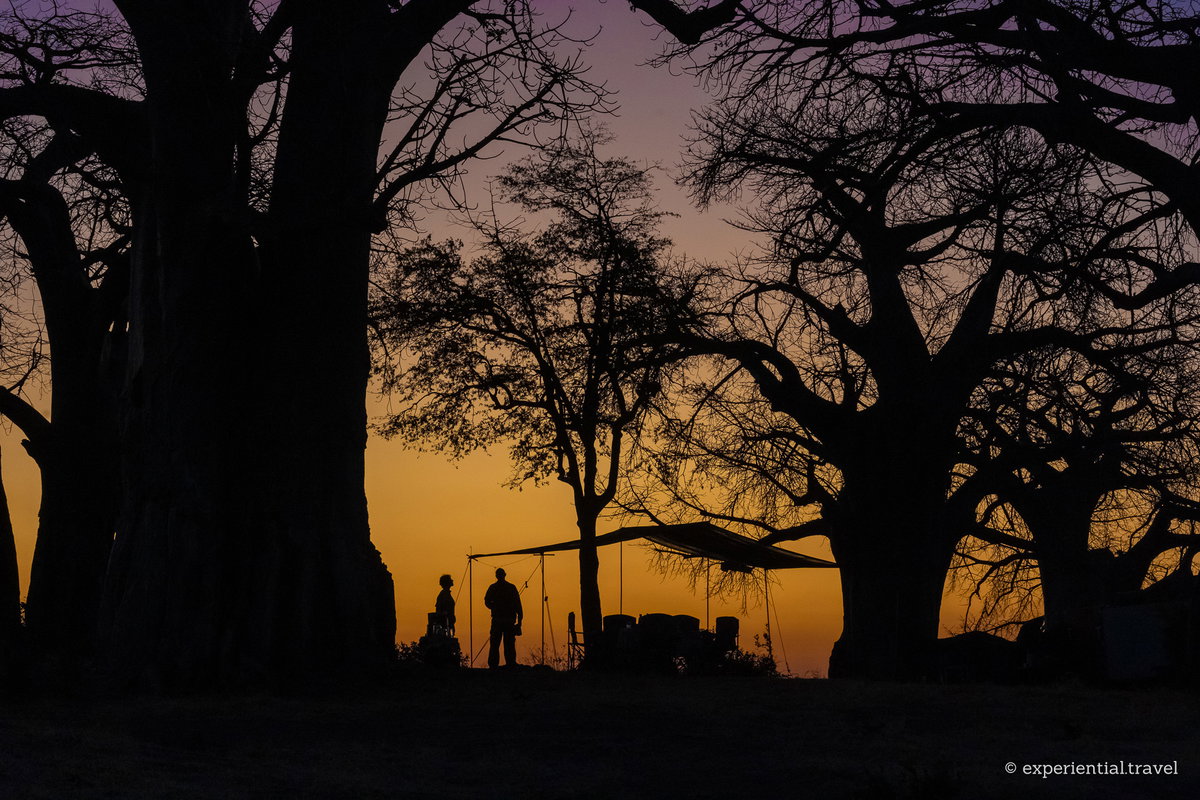 A safari camp and two people silhouetted under baobab trees at dusk