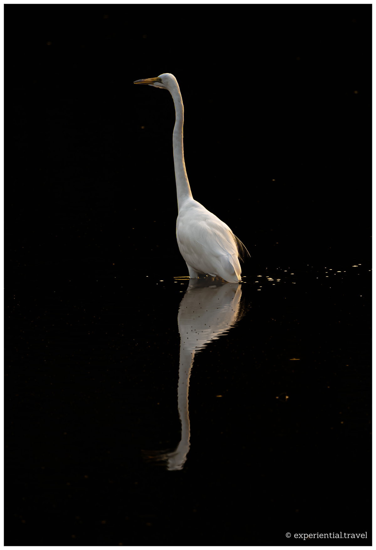 A white egret and its reflection in still water against a shadowed bank
