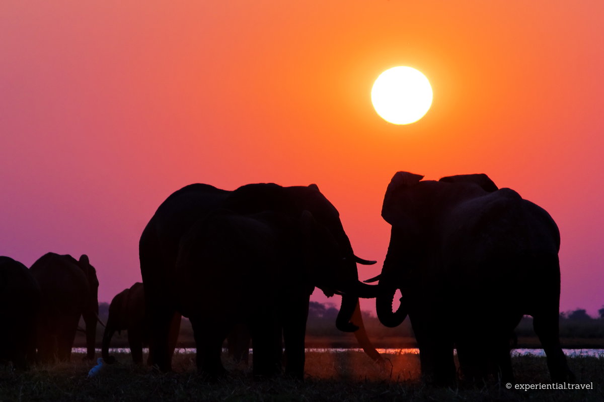Elephants silhouetted against the setting sun beside a river