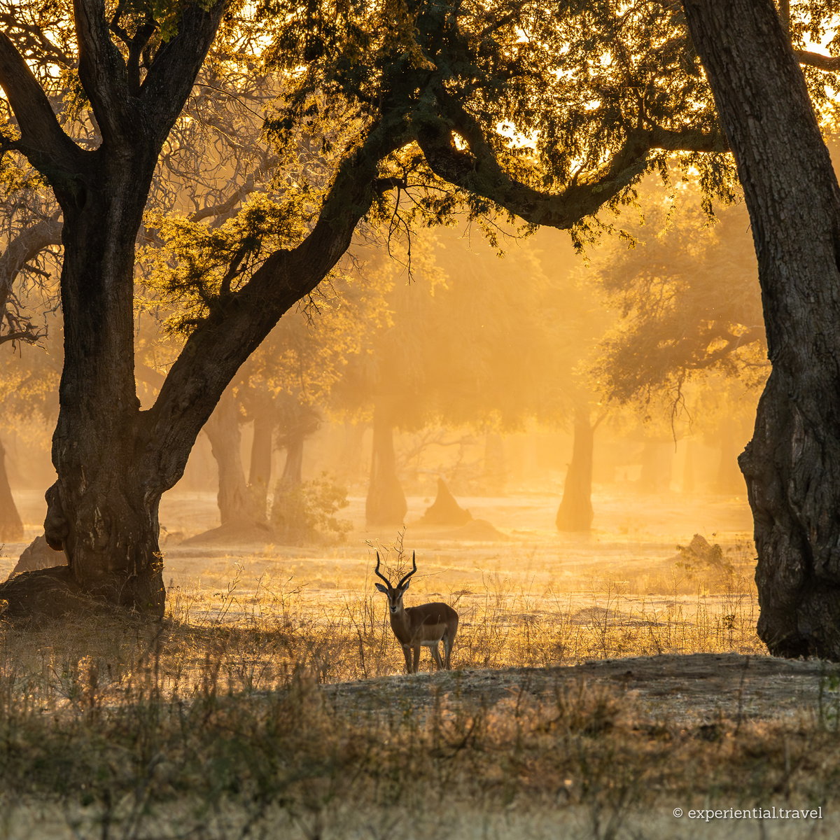 An impala ram under large trees in misty golden sunrise light