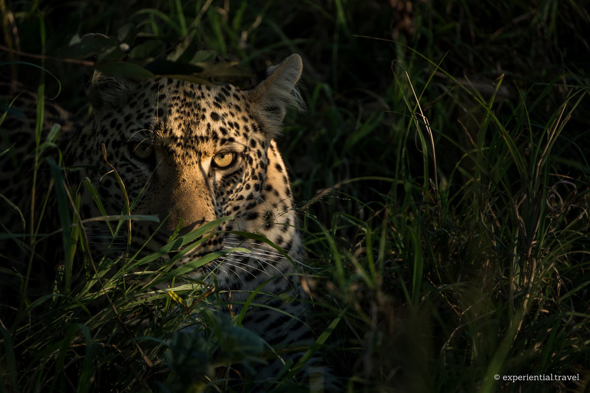 A leopard mostly hidden in long grass, one eye lit by a shaft of sunlight