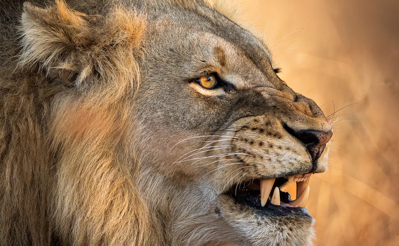 A male lion baring his teeth at the end of a yawn A male lion baring his teeth at the end of a yawn